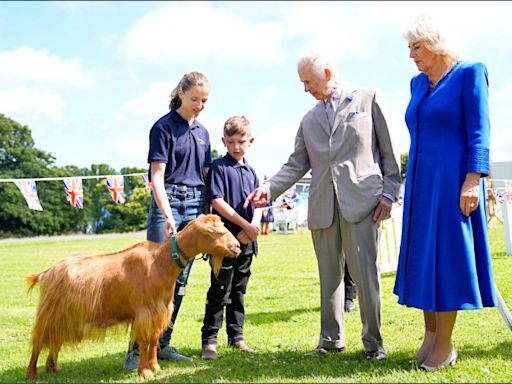 中英對照讀新聞》No kidding! King Charles III bestows royal title on rare golden goat breed真的沒騙你！國王查爾斯三世授予稀有金山羊品種皇家頭銜 - 中英對照讀新聞 - 自由電子報 專區