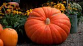 Autumn makes a springtime cameo at this pumpkin-themed garden event