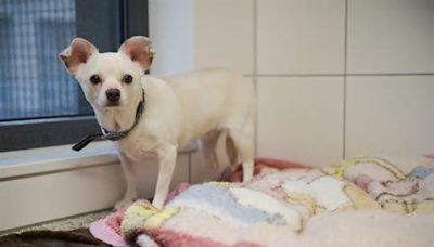 Hund in Essen leidet ganz fürchterlich – „Möchte nicht im Tierheim sterben“