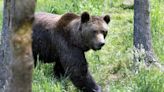 Italie : L’ourse qui a blessé un Français en train de faire son jogging a été abattue