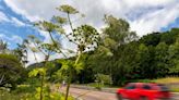 Concerns as dangerous plant Giant Hogweed has Perth in its sights