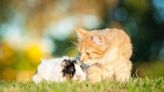 Maine Coon Cat's Love for His Guinea Pig Brother Is Too Sweet to Resist