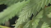 Ohio recreational marijuana sales could begin this summer