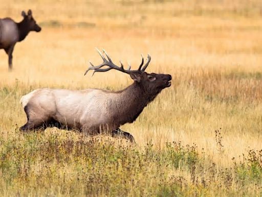 Elk found devoured on football field near Yellowstone in rare attack, school says