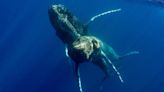 Humpback sex photographed for first time – and both whales are male