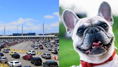 ¡Atención tijuanenses! Anuncian nuevas reglas para cruzar con tu mascota a Estados Unidos