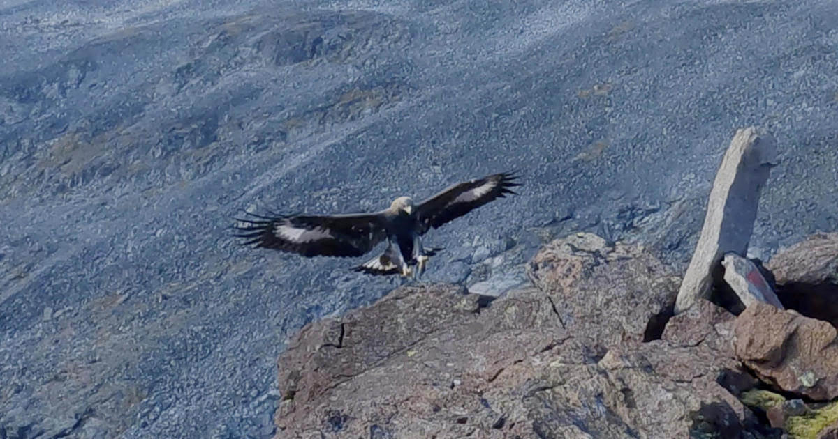 Golden eagle attacks 20-month-old girl and 3 others in Norway, causing deep gouges: "It kept coming back"