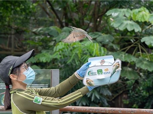 棄蛋有救了！北市動物園人工孵育 放飛「栗喉蜂虎」 - 生活