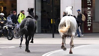 Several military horses break free in London