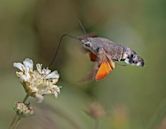 Hummingbird hawk-moth