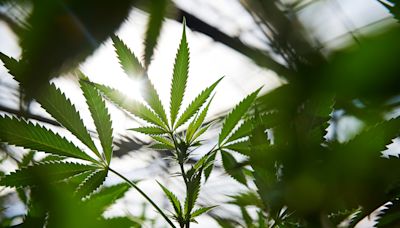 DEA agrees to biggest pot reform in 50 years, AP reports
