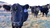 North Dakota group may purchase 'Ponzi scheme' cattle company Agridime