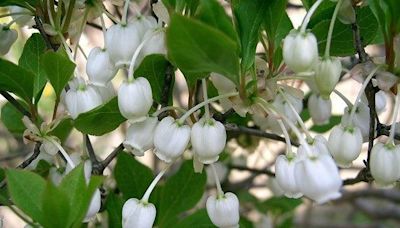 找找看！ 可愛吊鐘花就在典藏植物園 | 蕃新聞