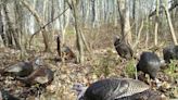 Wild turkey monitoring will soon be underway in Pennsylvania. Here's how you can help