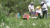 UMaine students working to preserve and protect pollinators