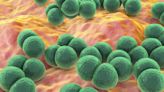 Antibiotiques : découverte d’un mécanisme de défense redoutable chez les bactéries
