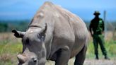 African rhino poaching falls but illegal hunting still threatens species