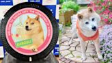 高齡18歲「迷因元老」Doge柴犬本尊過世 圖庫稱霸全球逾10年