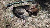 Tom Lounsbury says nothing compares to spring turkey hunting