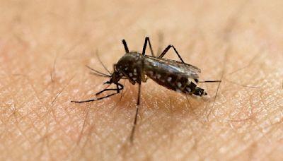 CDC issues dengue fever alert in the U.S.