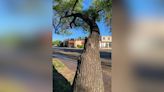 Tree removal to impact traffic on East Alameda and Don Gaspar in Santa Fe