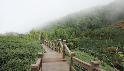 南投鹿谷二日遊｜霧起山頭、森林療癒，兩天一夜深入茶業與林業的百年相遇 - 微笑台灣編輯室 - 微笑台灣 - 用深度旅遊體驗鄉鎮魅力