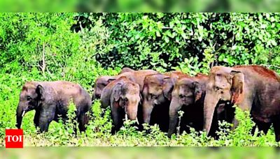 State begins elephant behaviour mapping to rein in errant jumbos | Bhubaneswar News - Times of India