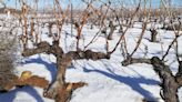 La D.O. Ribera del Duero convoca su primer concurso de fotografía