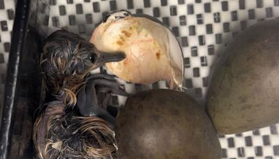Rare black-tailed godwit chicks hatch from rescued eggs