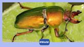 Here's all you need to know about stag beetles, a rare insect priced at Rs 75 lakh