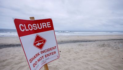 Shark experts investigate attack on swimmer near San Diego