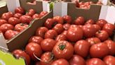 Des agriculteurs français en pétard face aux tomates marocaines