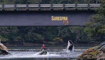 Boaters warned against approaching as B.C. orphan orca works to find family