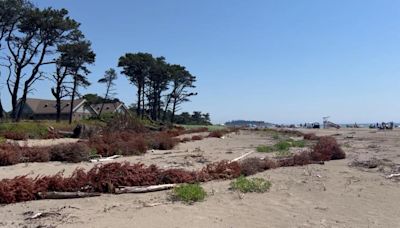 How Christmas trees are helping restore the dunes at Popham Beach State Park