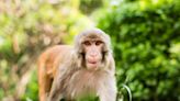 Monkeys in Argentina Raid Man’s Hotel Room on a Mission to Steal His Chips