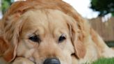 Golden Retriever's Reaction After Realizing He's Not Home Alone Is Priceless