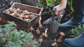 Why You Should Start Planning Your Fall Gardening Now