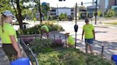 Native plants bring balance back to nature as Iowa City strives for climate success