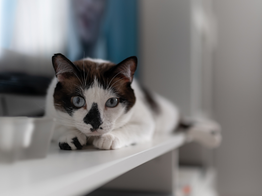 Cat Becomes a ‘Spotter’ While Watching Olympic Gymnastics and Earns a Perfect 10