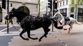 Map shows epic rampage with horses galloping five miles through central London
