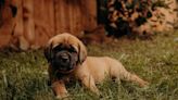 Mastiff Puppies: Cute Pictures and Facts