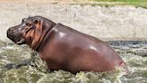 Hippopotamus fatally attacks Ranchi’s Birsa zoo caretaker, probe ordered | Today News