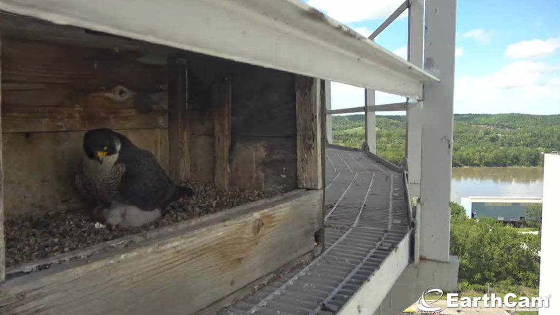 See newly hatched falcon chicks live on this Ameren camera