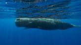 Scientists are learning the basic building blocks of sperm whale language after years of effort