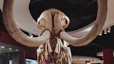 Bringing Extinct Animals Back to Life: How Cloning and De-Extinction Startups Are Making History by Reviving Extinct Mammoths, Tigers and...