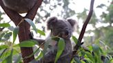 RAW VIDEO: Hand-Raised Koala Joey Relocated To New Habitat At Australian Zoo