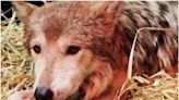¿Qué pasa con “Seje”, la loba mexicana de Chapultepec? Causa preocupación a visitantes | El Universal