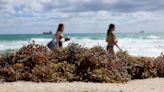 How pollution and climate change may have caused the Florida seaweed blob