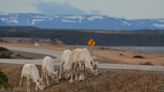 More caribou are out and about in Gros Morne National Park this spring, and heading for the roads
