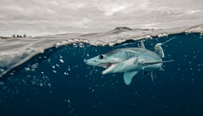 Les requins ont appris à suivre les bateaux de pêche plutôt que de chasser, et c’est une mauvaise nouvelle